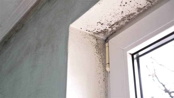 Best Post-Flood Mold Remediation in Anniston, AL