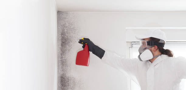 Best Mold Remediation for Specific Building Types in Anniston, AL