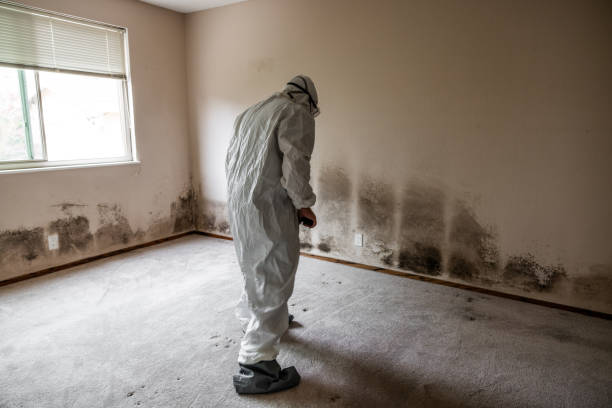 Best Attic Mold Remediation in Anniston, AL