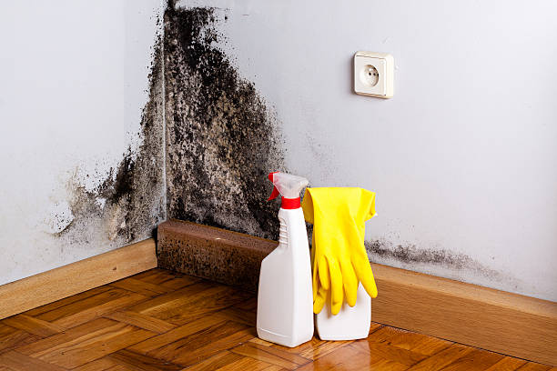 Best DIY Mold Remediation Support Services in Anniston, AL